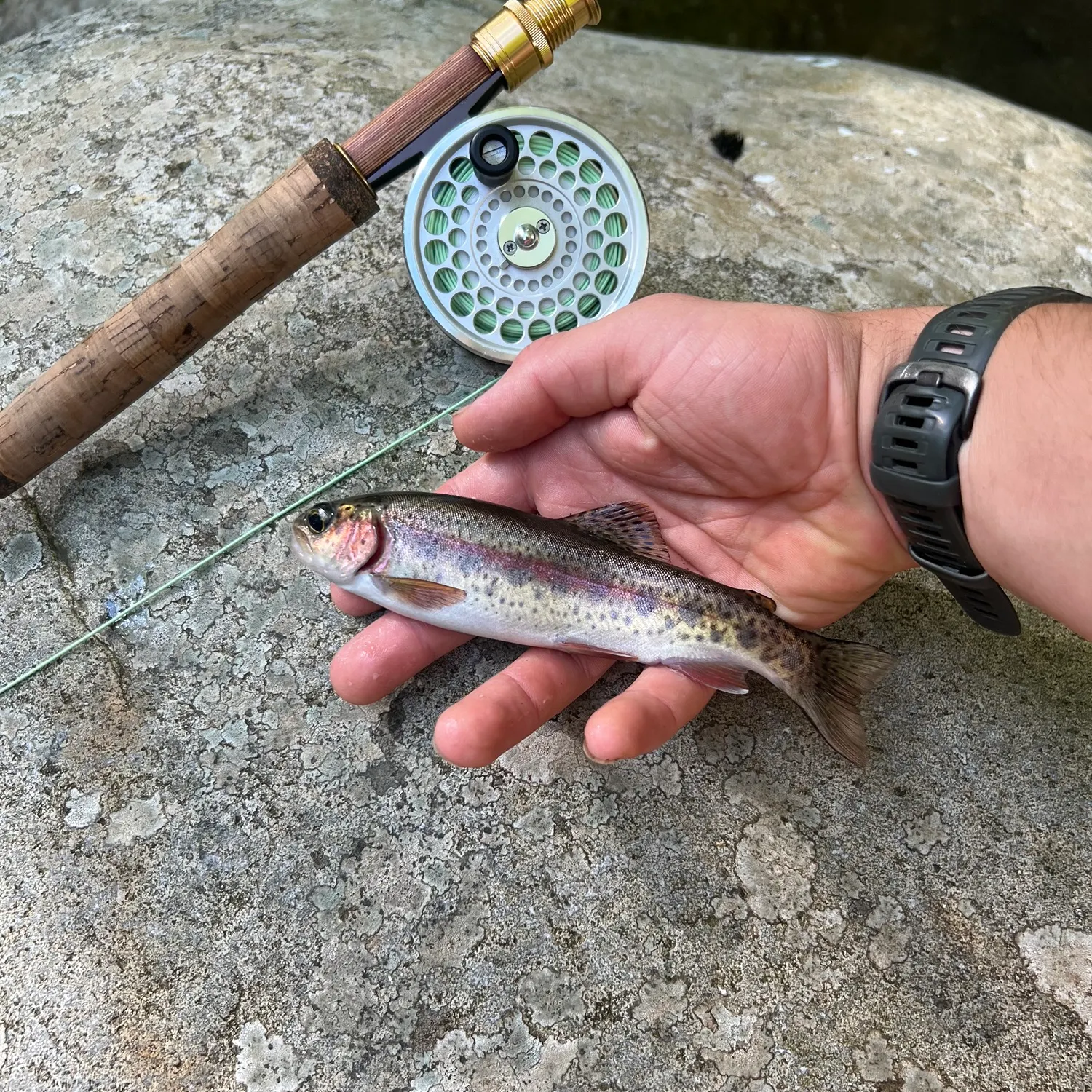Rainbow trout caught on Fishbrain
