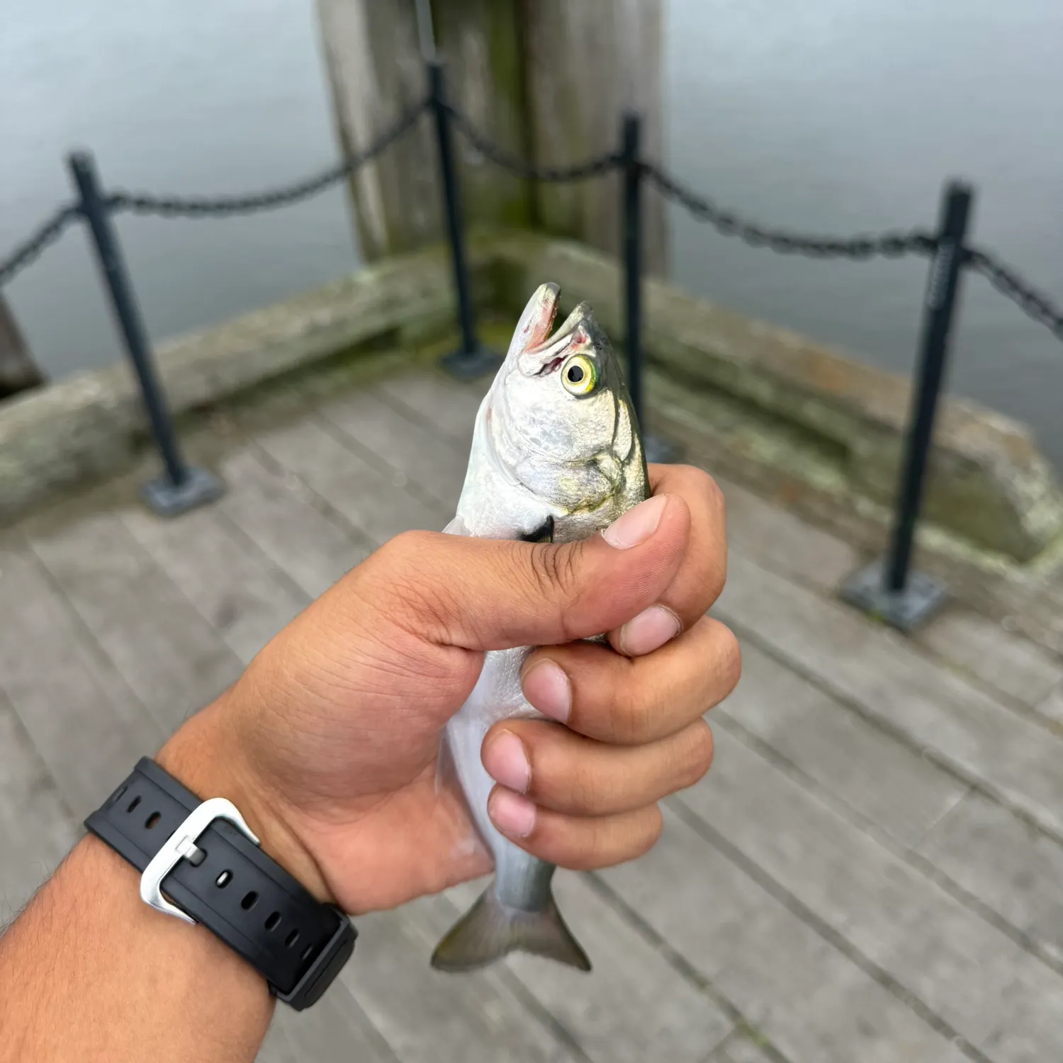 Bluefish caught on Fishbrain