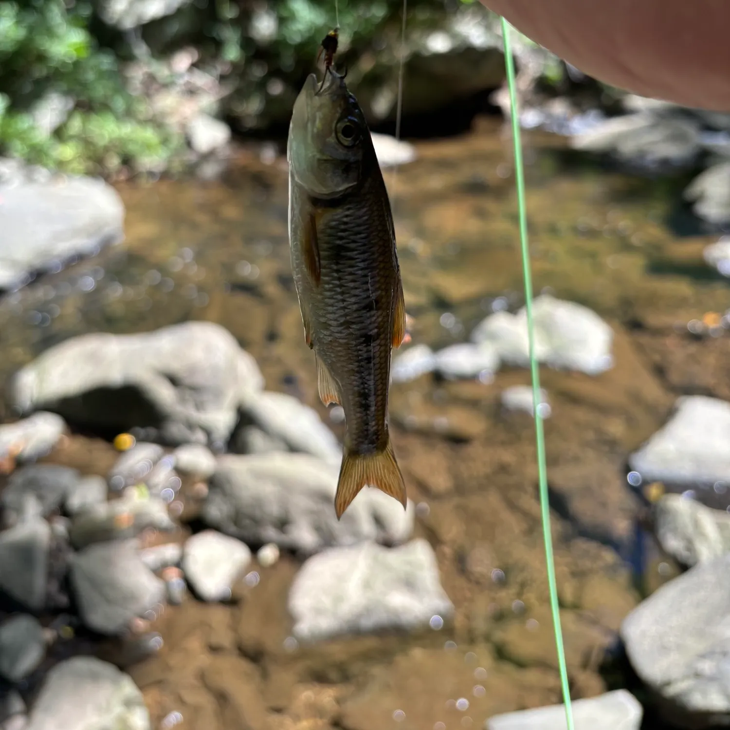 Common shiner caught on Fishbrain
