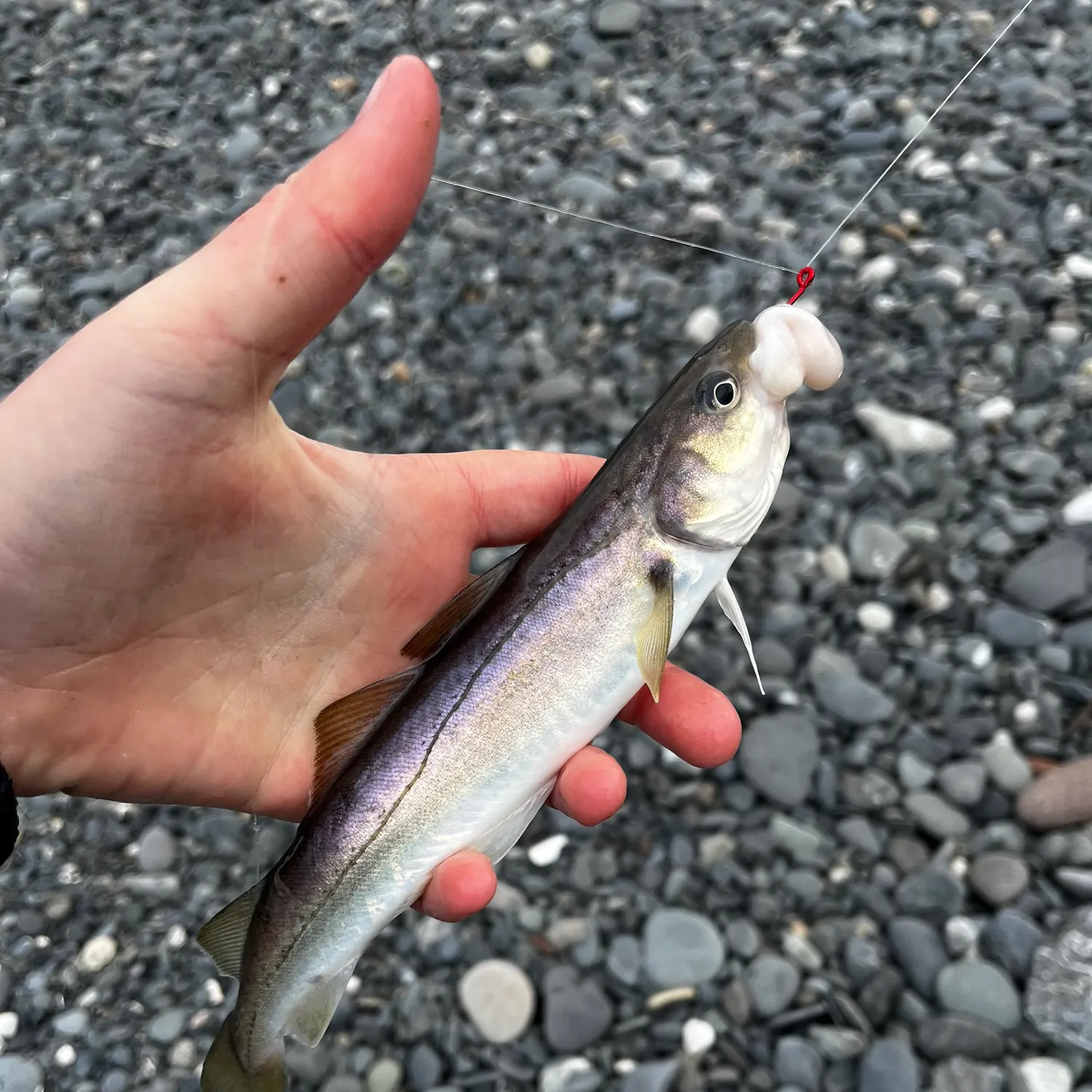The most recent Pacific tomcod catches on Fishbrain
