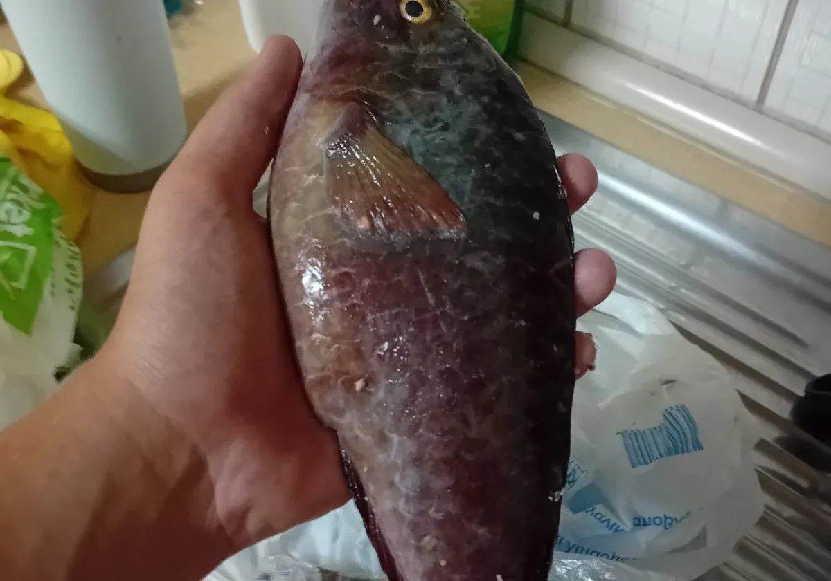 Mediterranean parrotfish