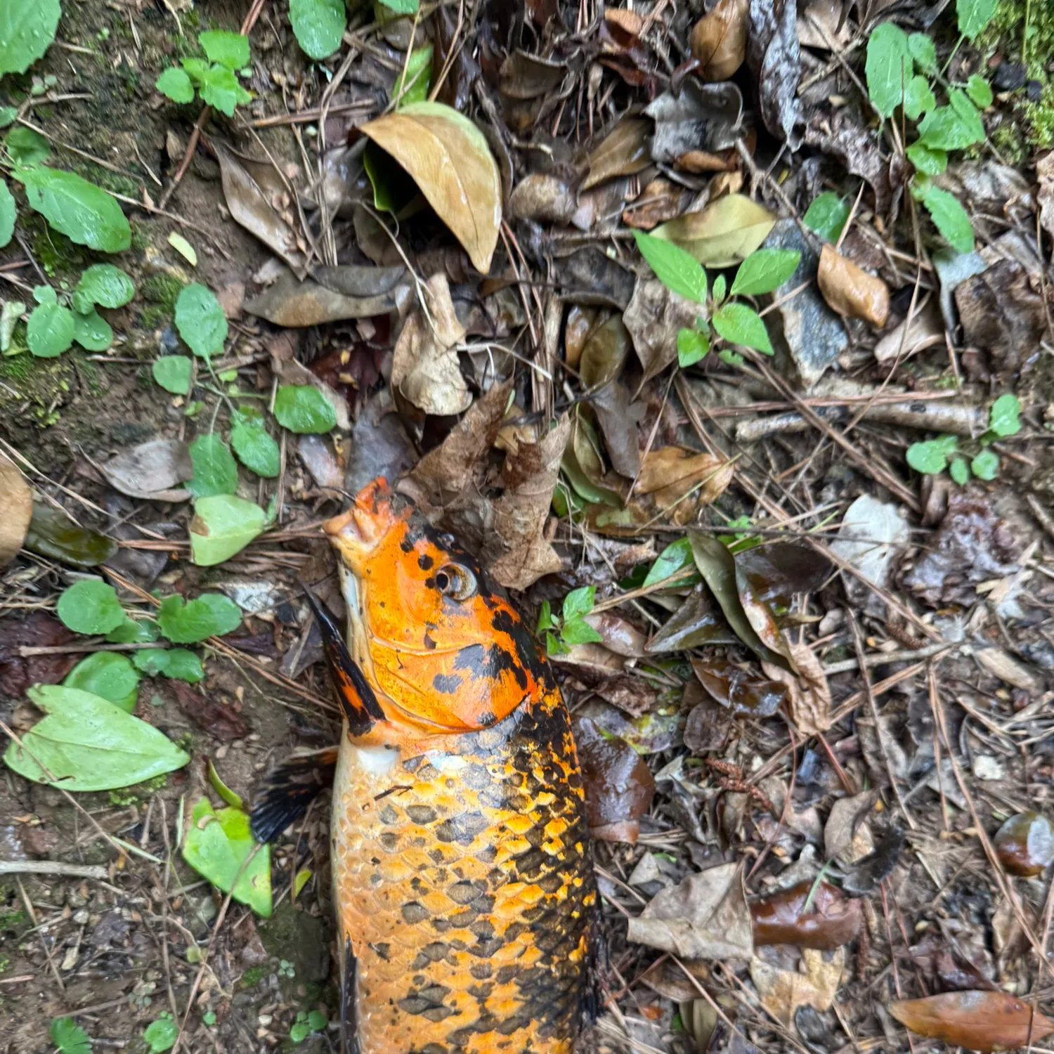 The most recent Koi carp catches on Fishbrain