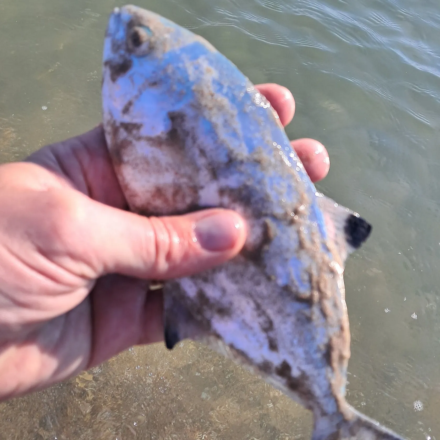 The most recent Derbio pompano catches on Fishbrain