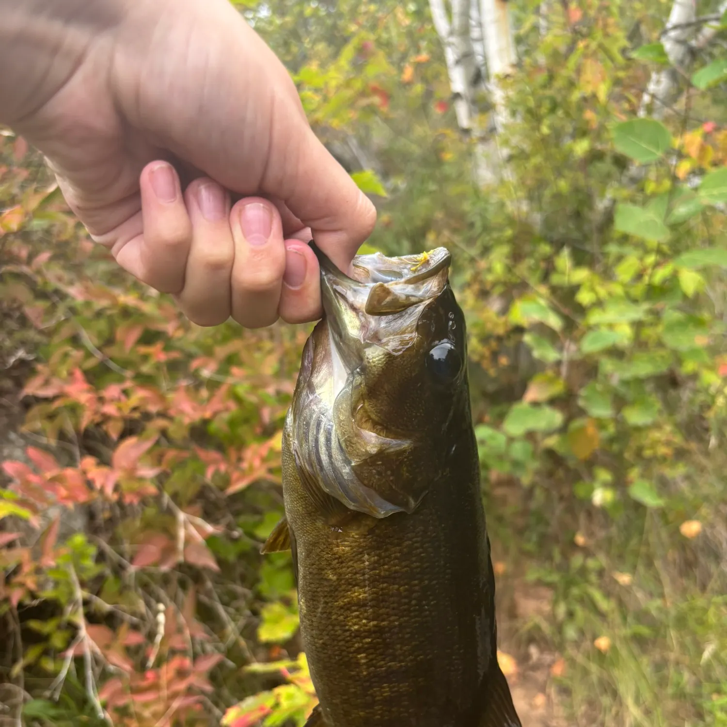 Smallmouth bass caught on Fishbrain