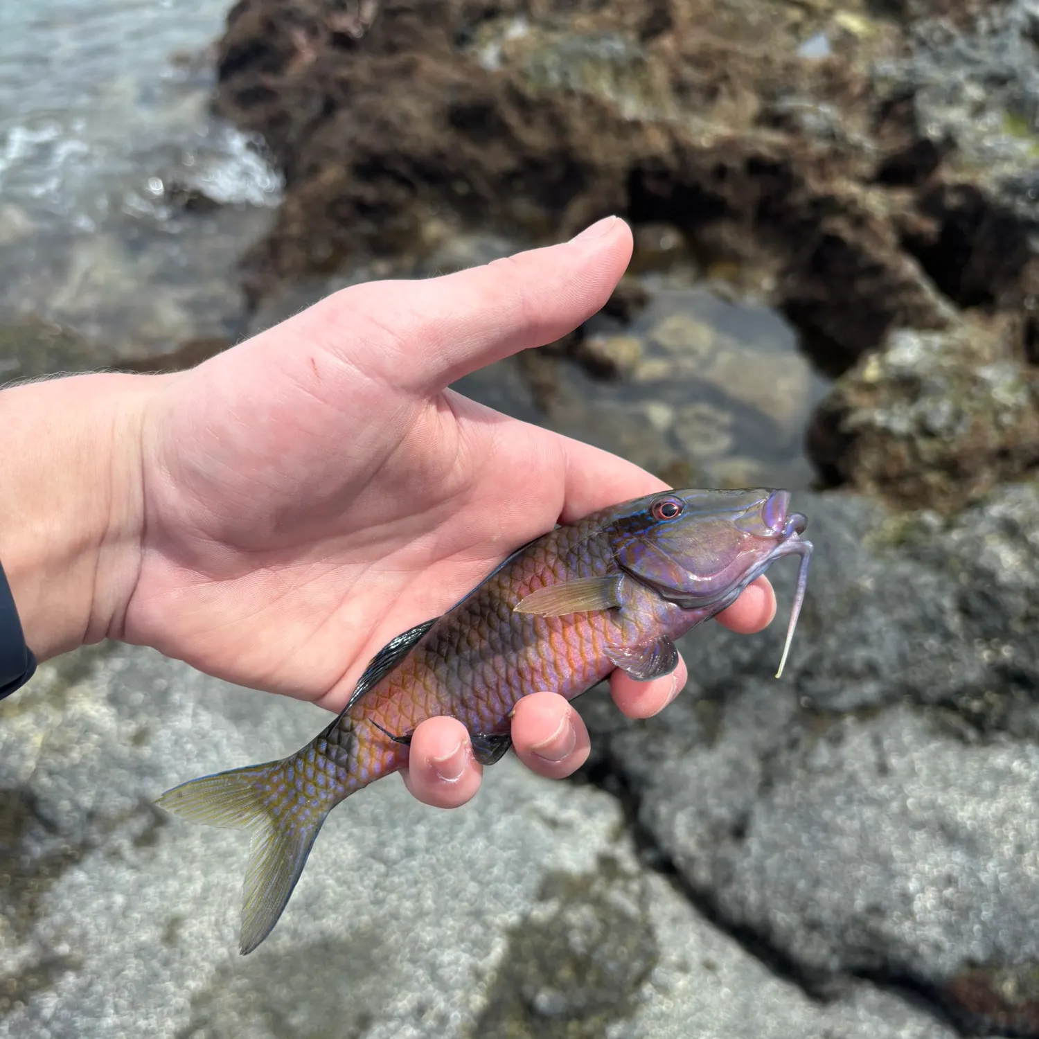 The most recent Yellowstripe goatfish catches on Fishbrain