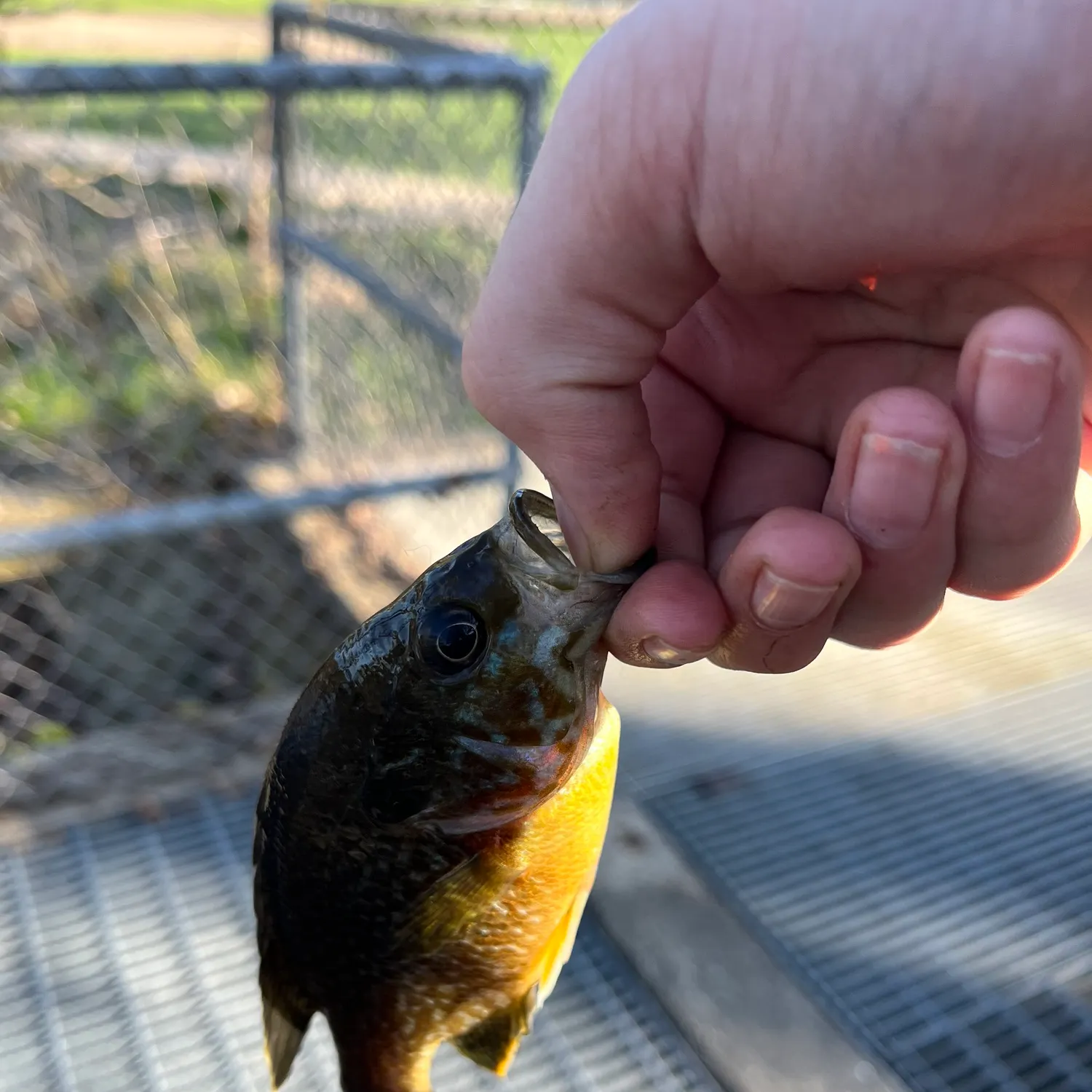 catch
