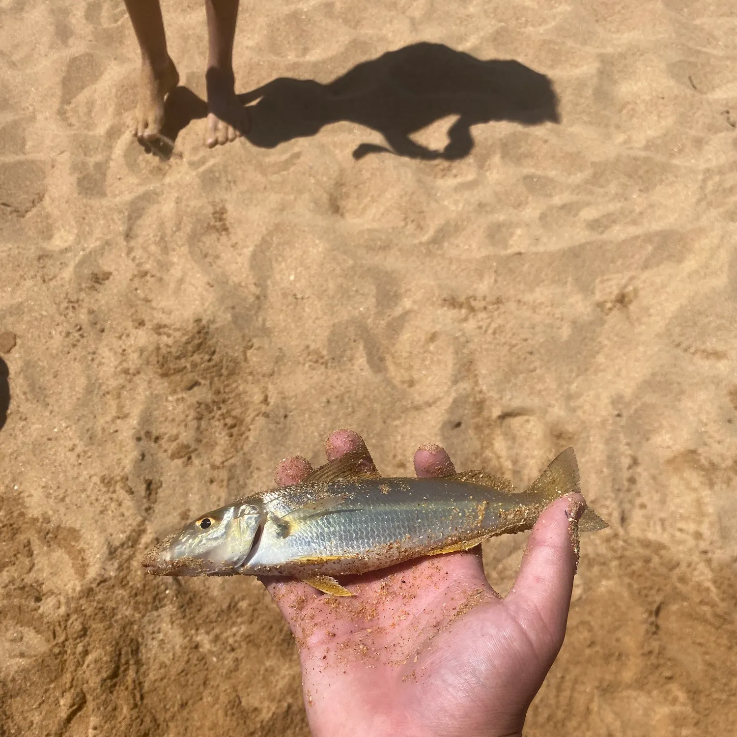 The most recent Sand sillago catches on Fishbrain