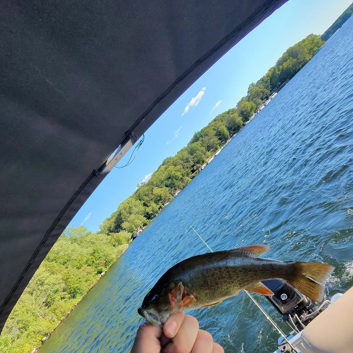Smallmouth bass caught on Fishbrain