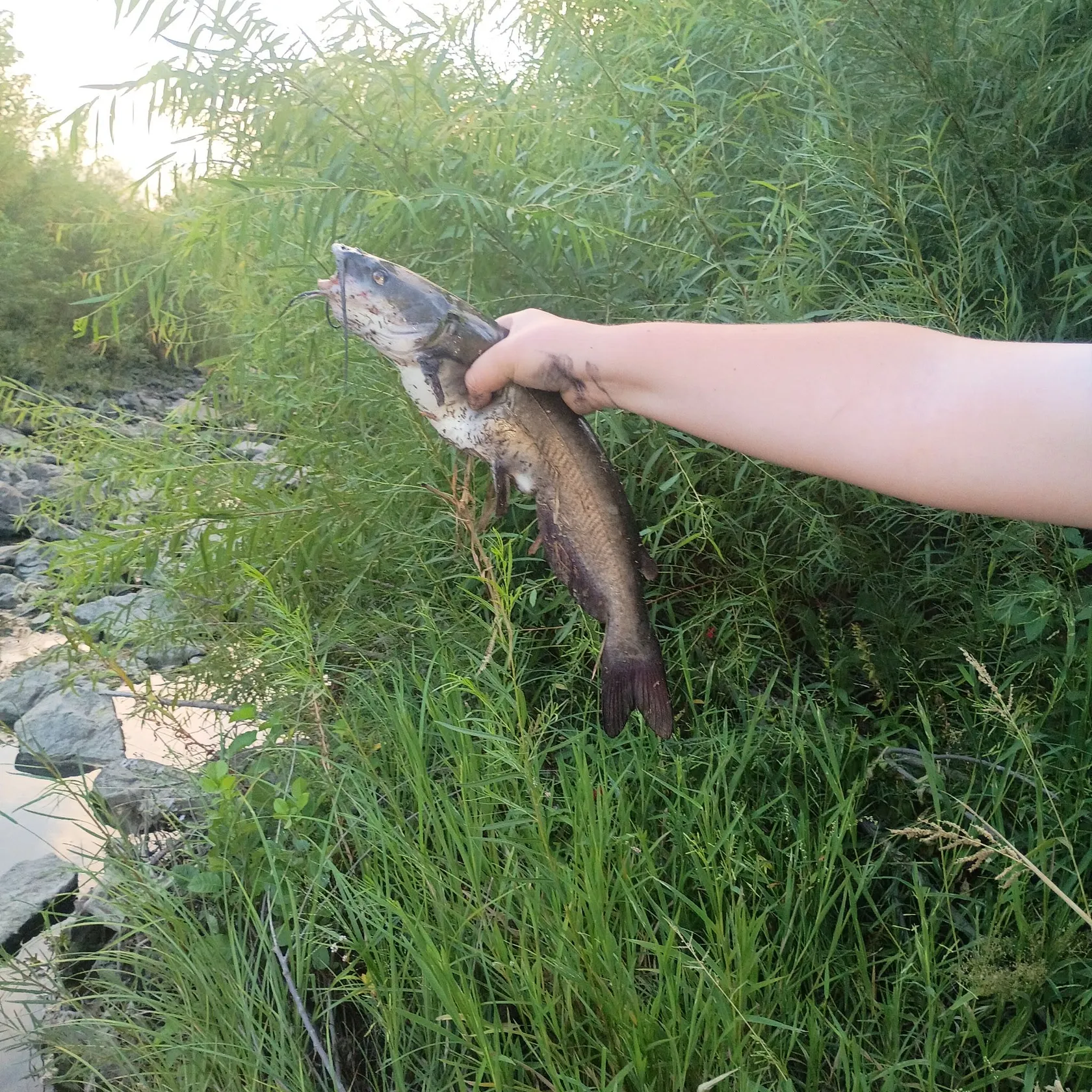 Channel catfish caught on Fishbrain