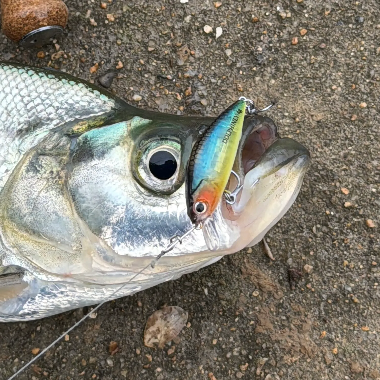 The most recent Predatory carp catches on Fishbrain