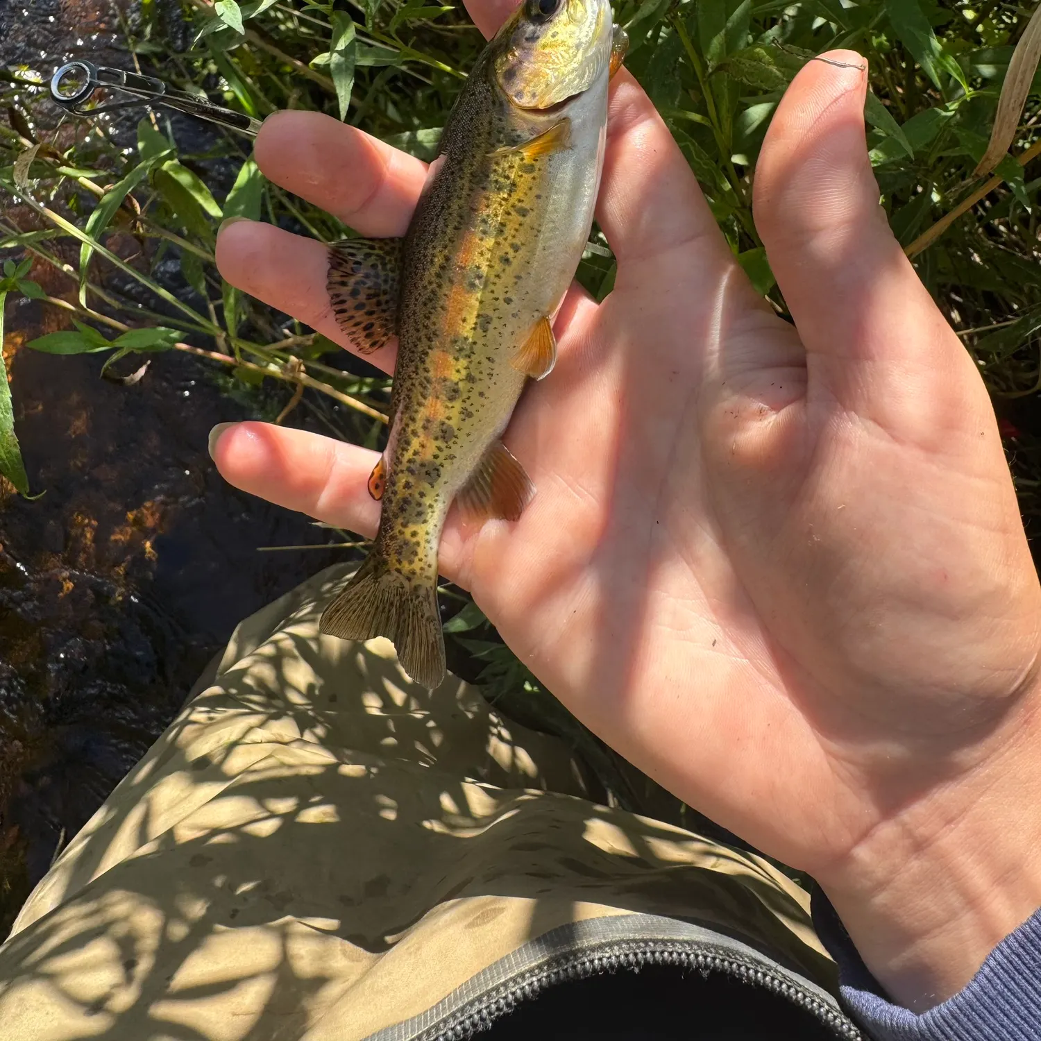 Rainbow trout caught on Fishbrain