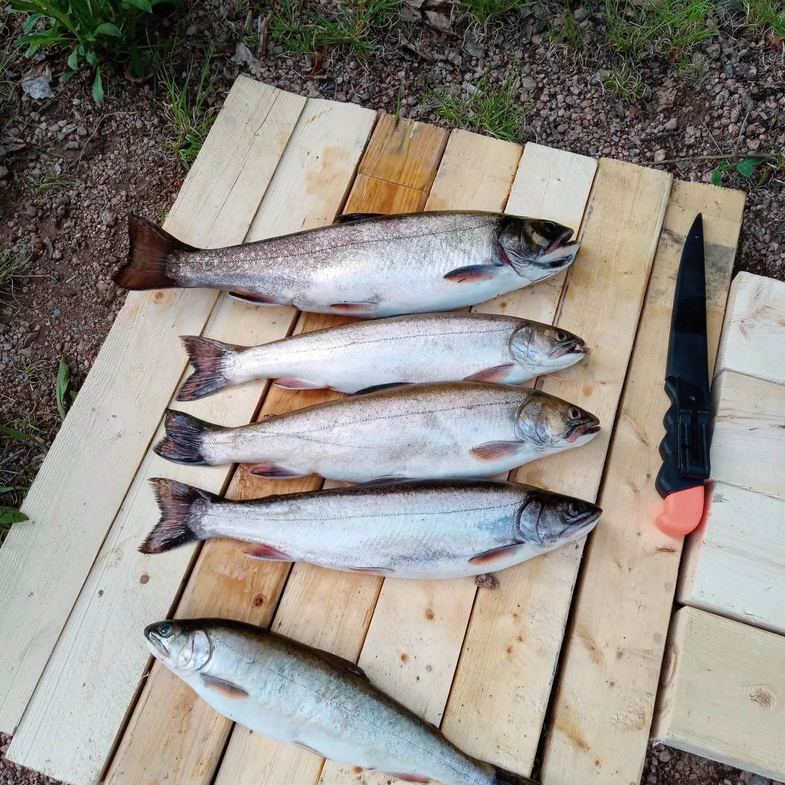 recently logged catches
