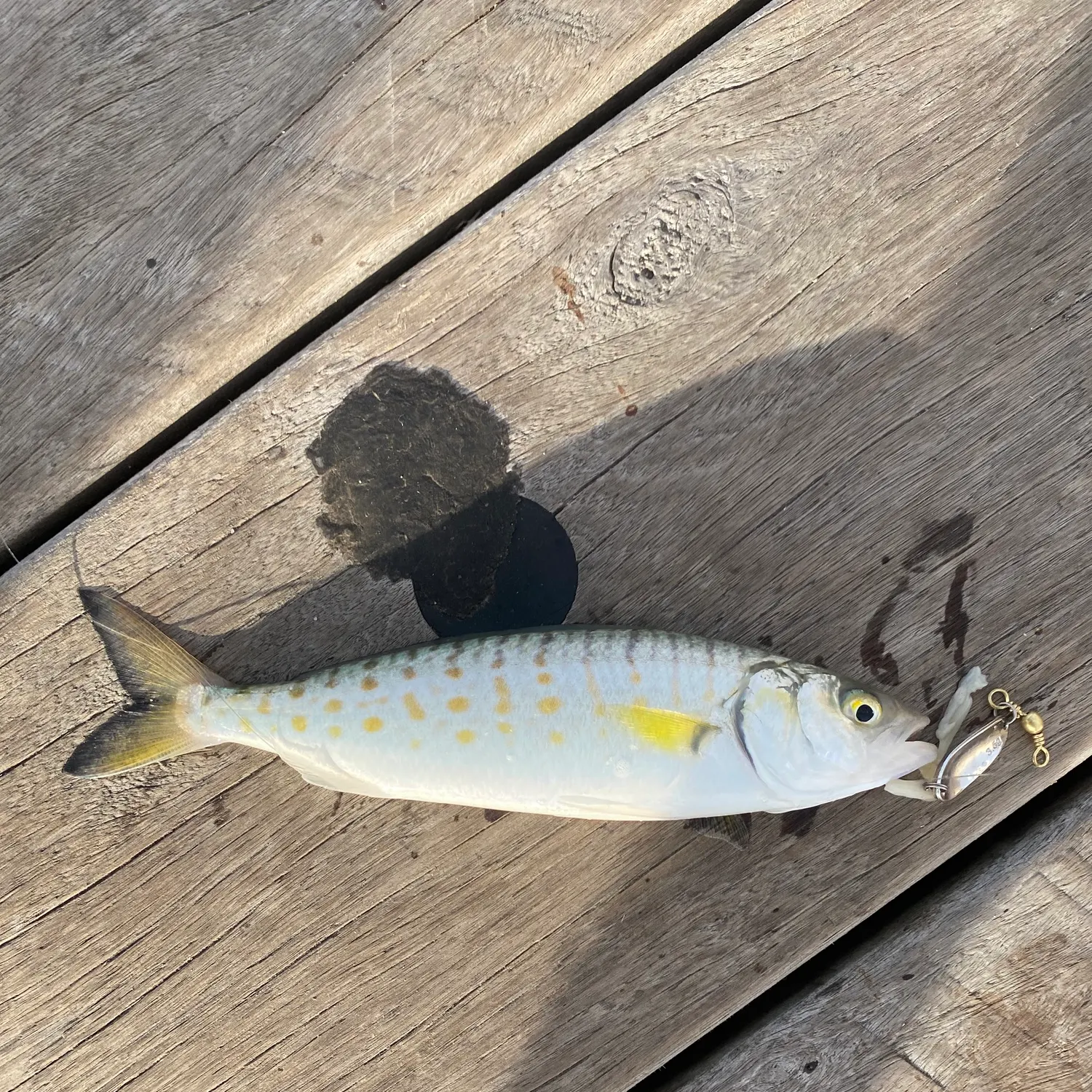 The most recent Eastern Australian salmon catches on Fishbrain