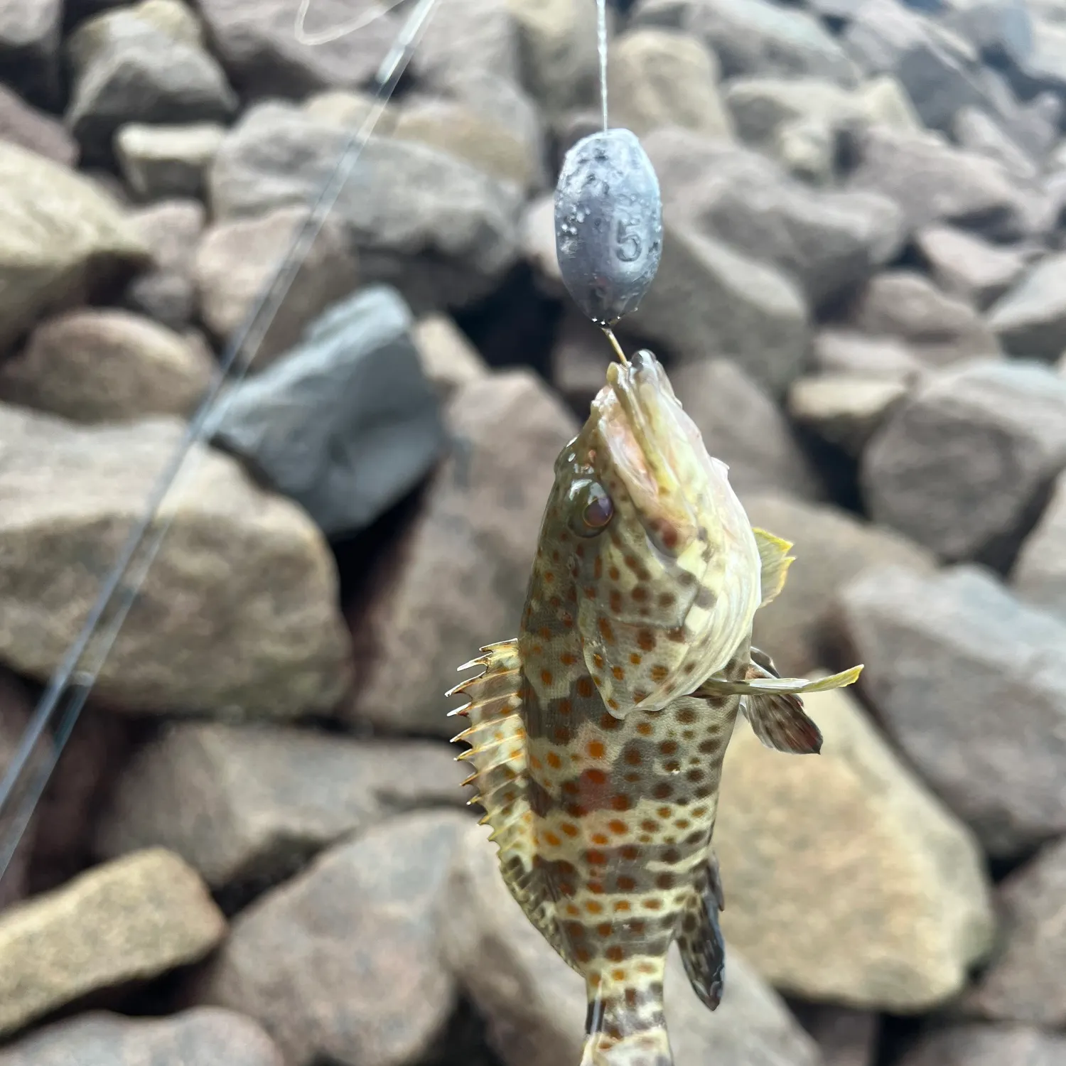most liked catch image