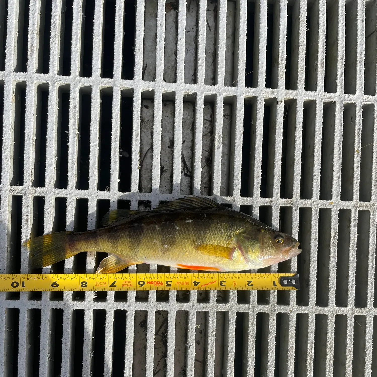 Yellow perch caught on Fishbrain