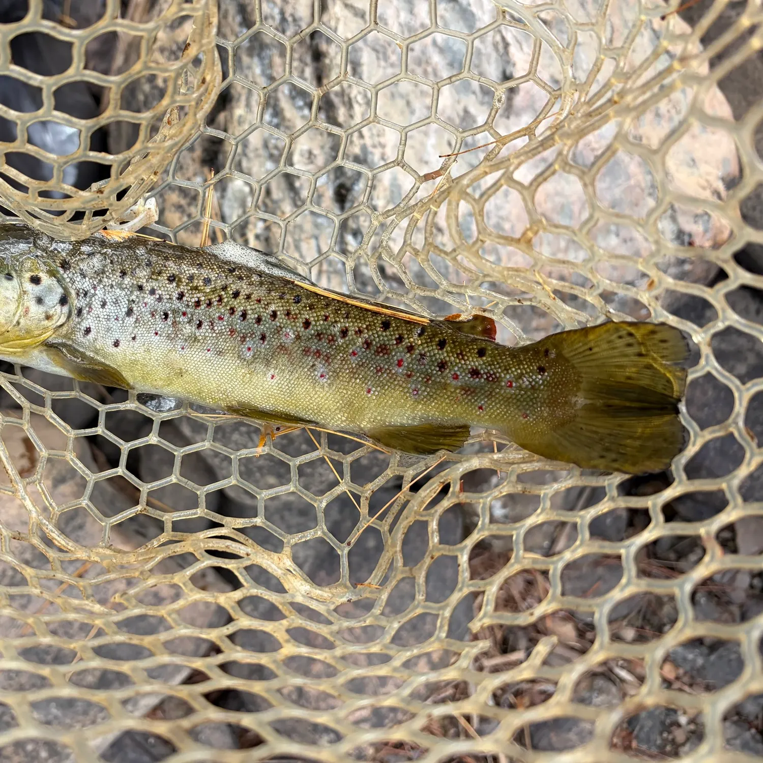 Brown trout caught on Fishbrain