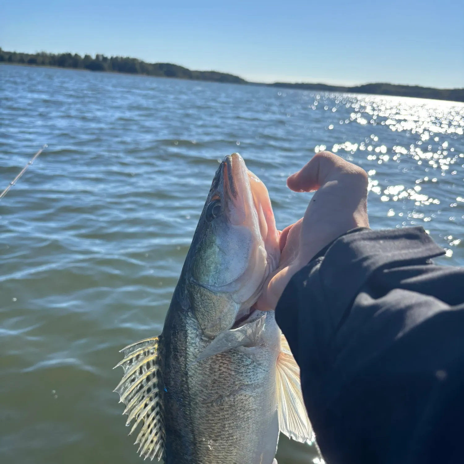 Zander caught on Fishbrain