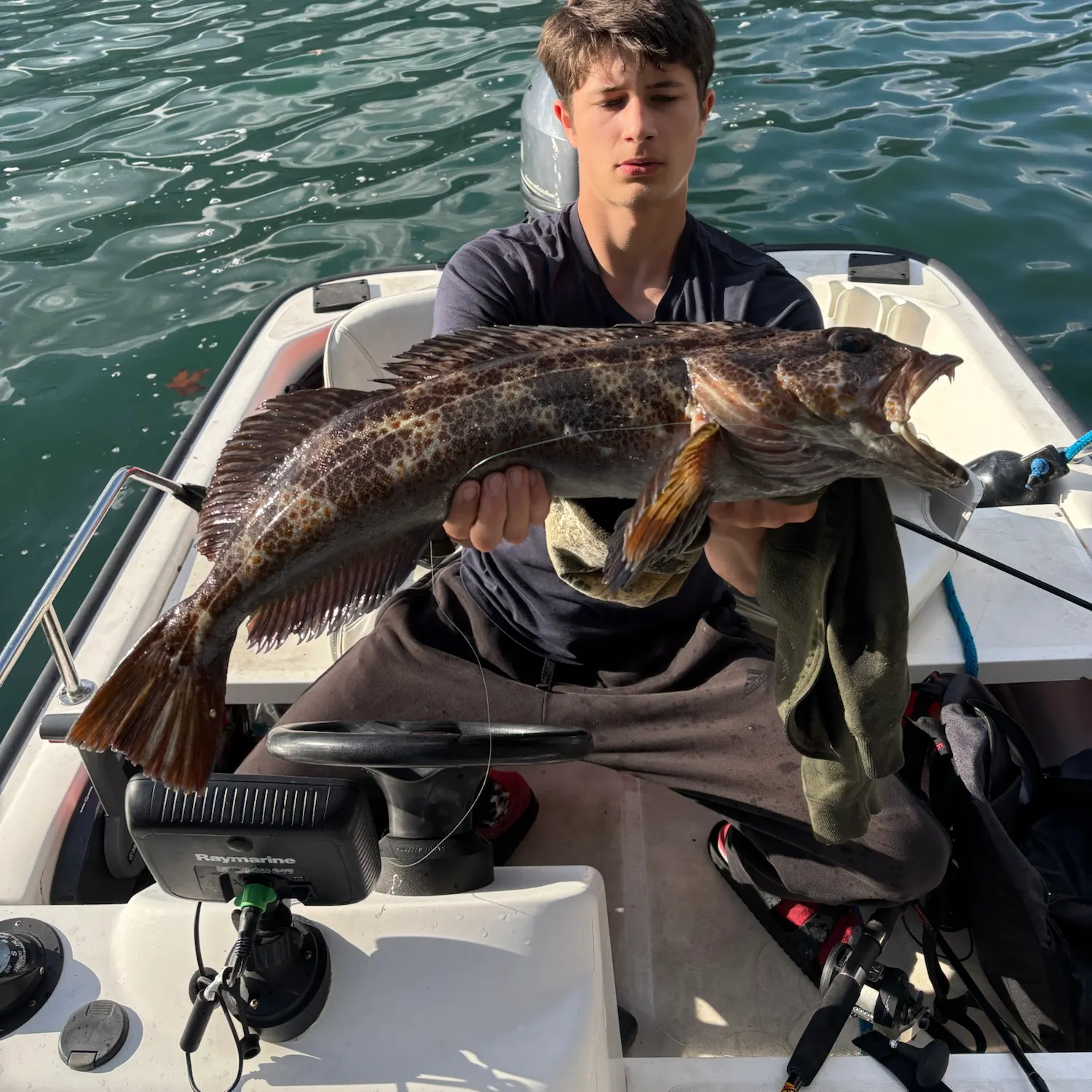 The most recent Lingcod catches on Fishbrain