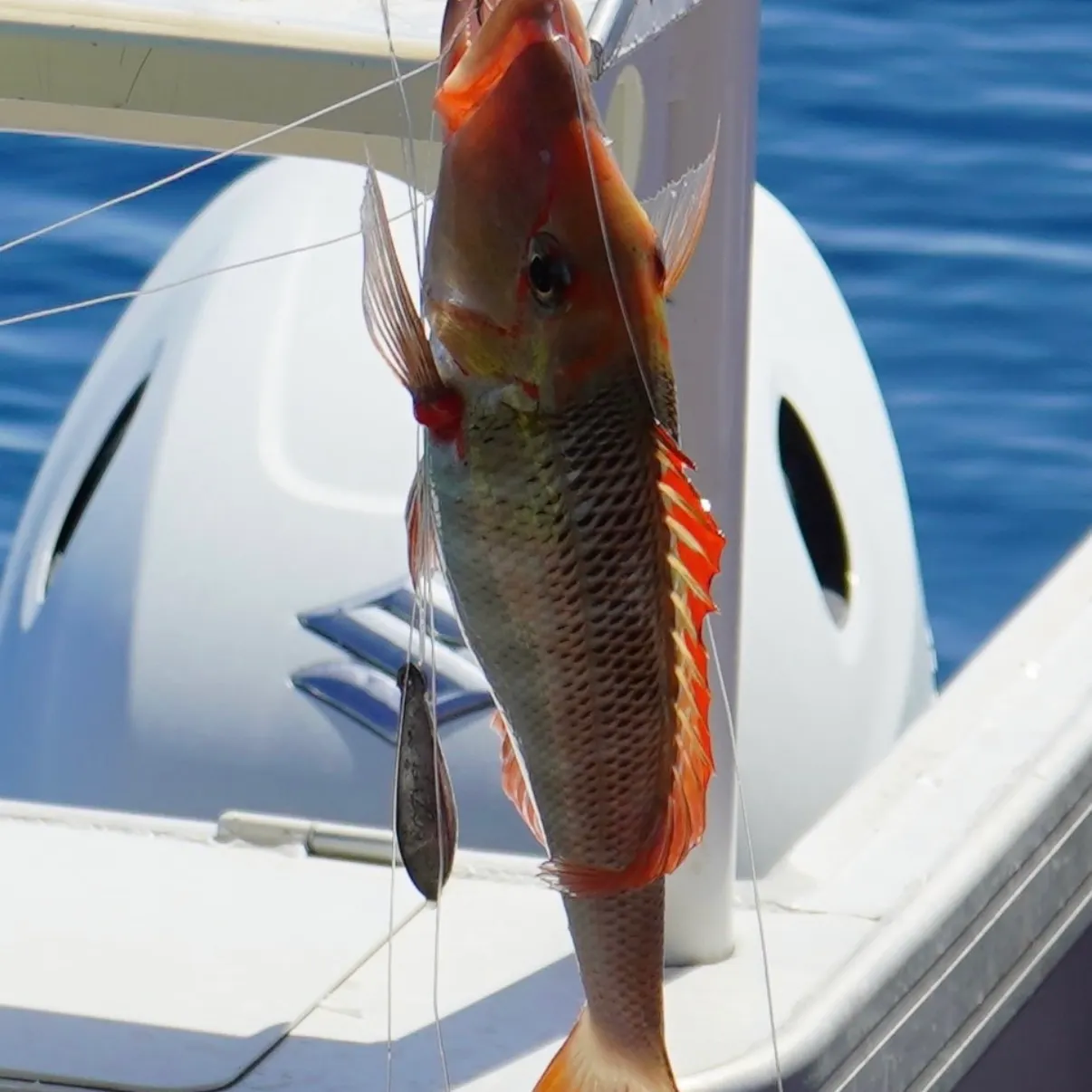 The most recent Trumpet emperor catches on Fishbrain