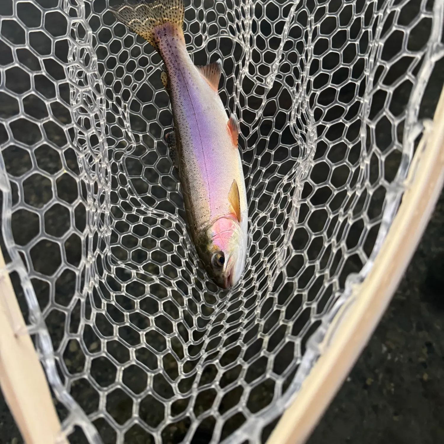 Rainbow trout caught on Fishbrain