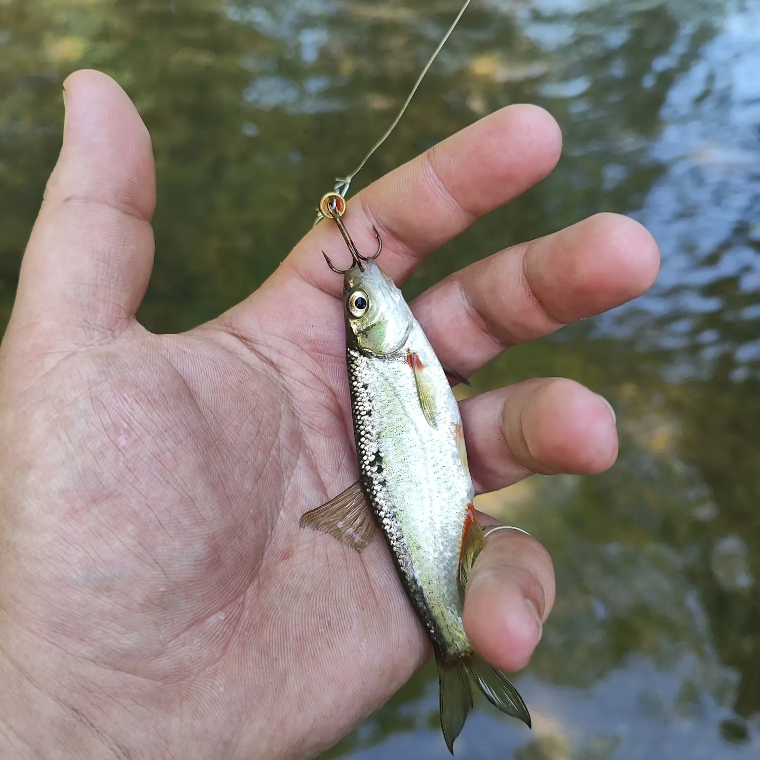 The most recent Vairone catches on Fishbrain