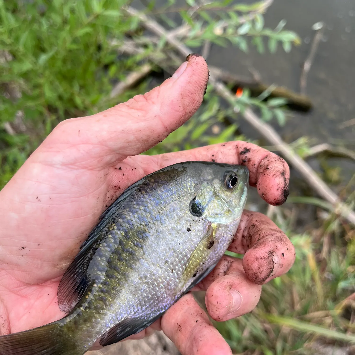 Bluegill caught on Fishbrain