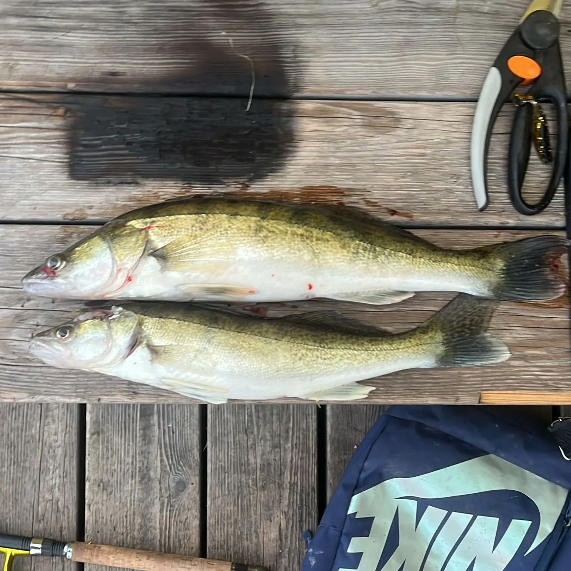 recently logged catches