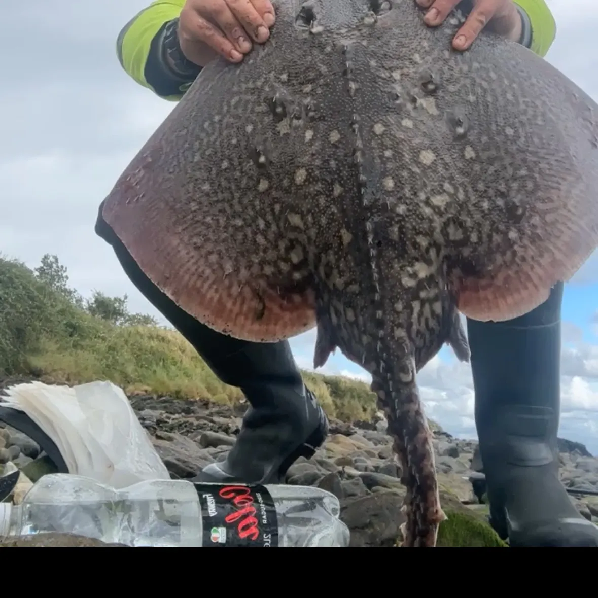 The most recent Thornback ray catches on Fishbrain