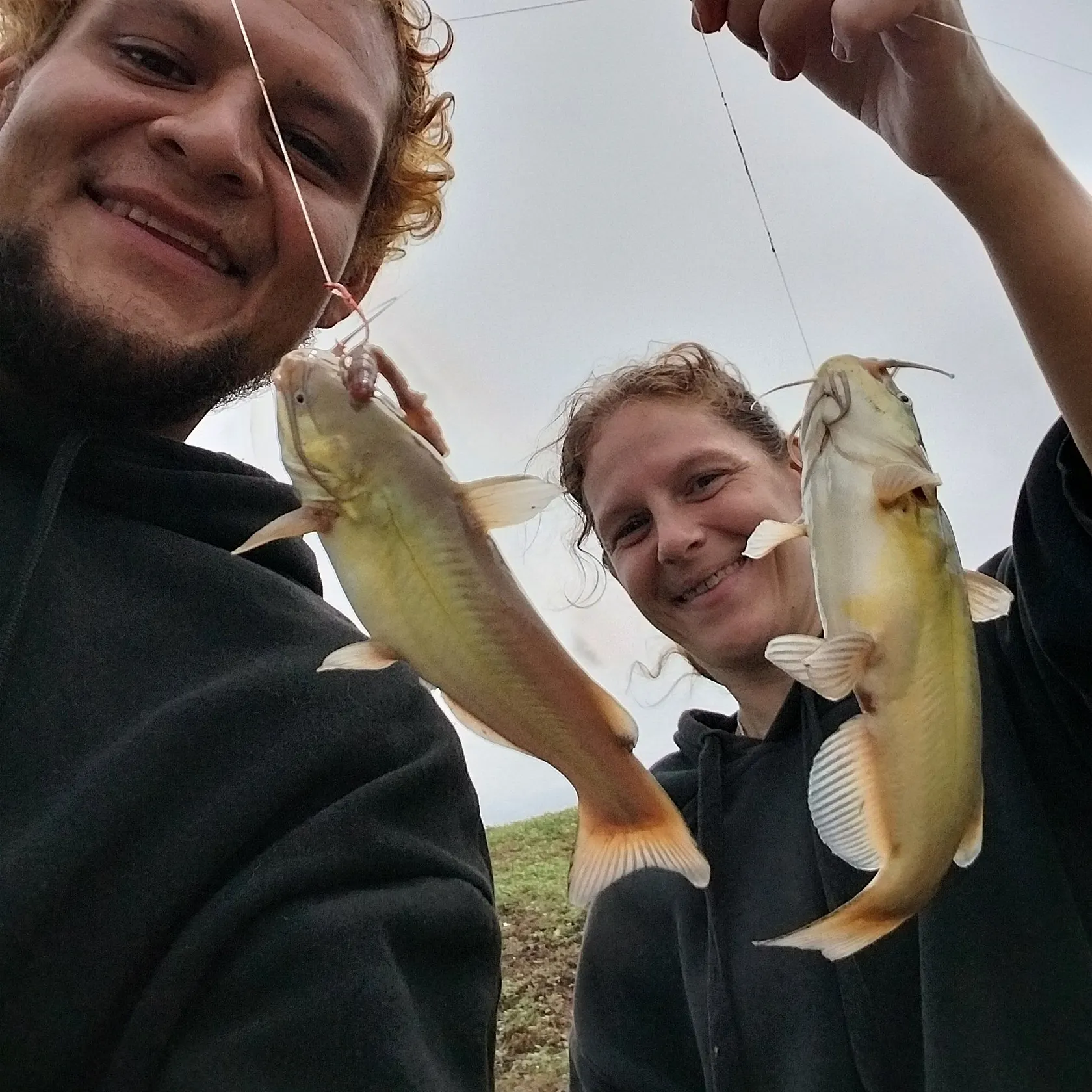 Channel catfish caught on Fishbrain