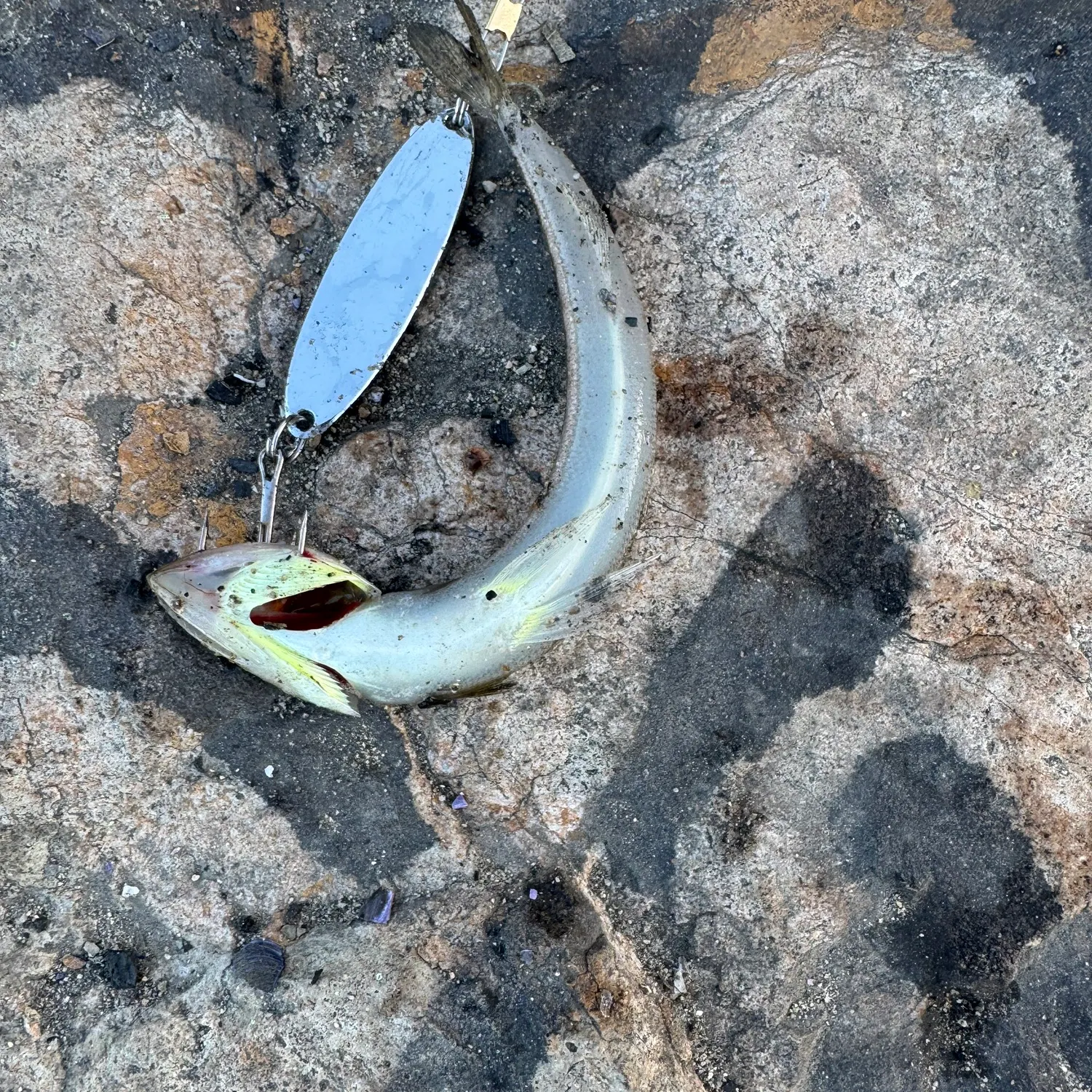 angler catch