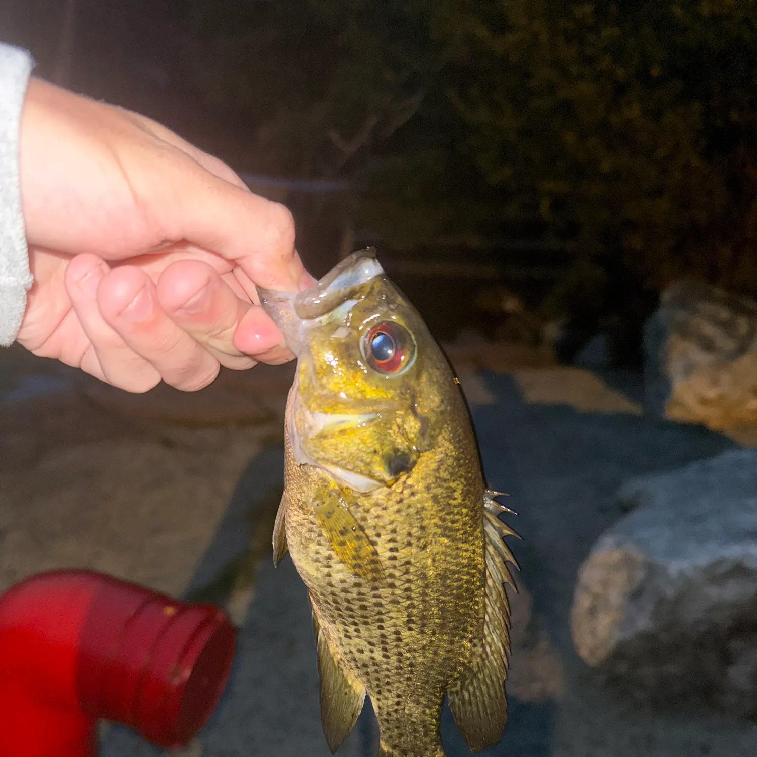 Rock bass caught on Fishbrain