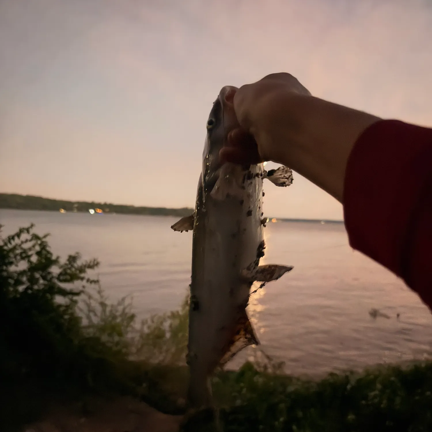 Blue catfish caught on Fishbrain