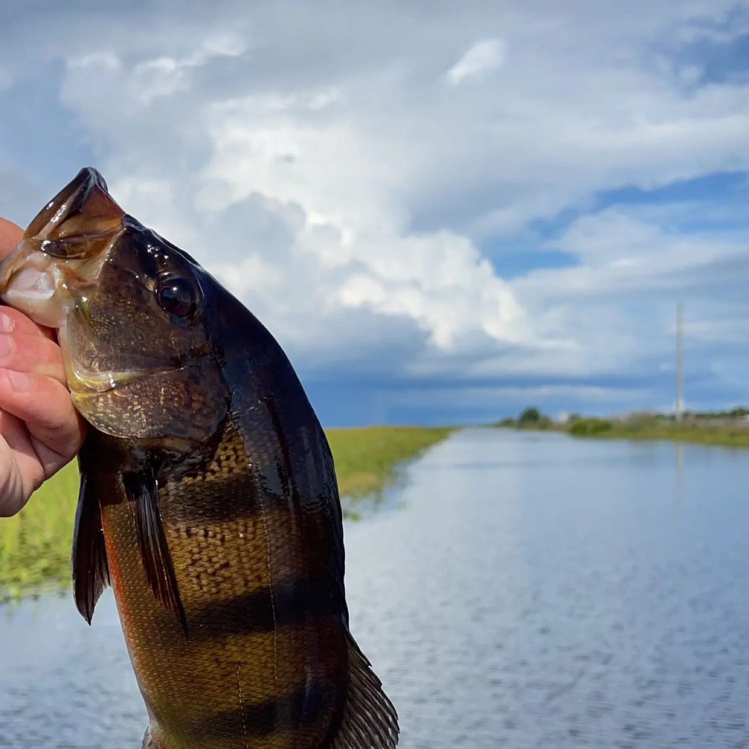 The most popular recent Monoculus peacock bass catch on Fishbrain