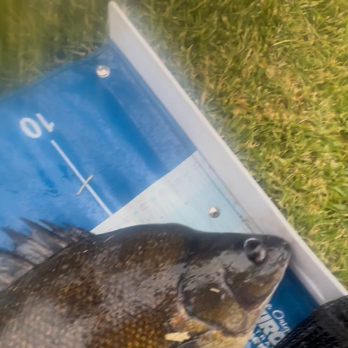 The most recent Golden perch catches on Fishbrain