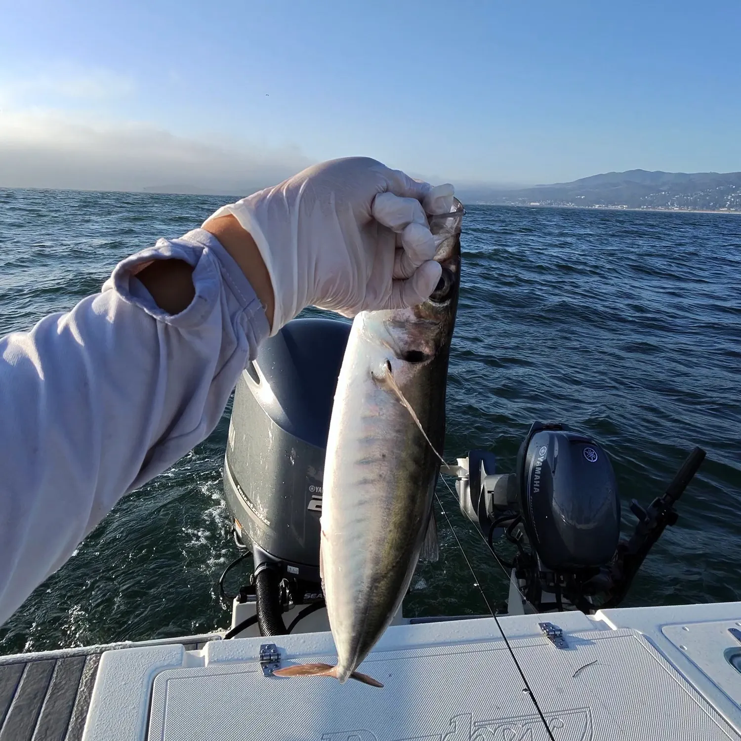 The most recent Pacific jack mackerel catches on Fishbrain
