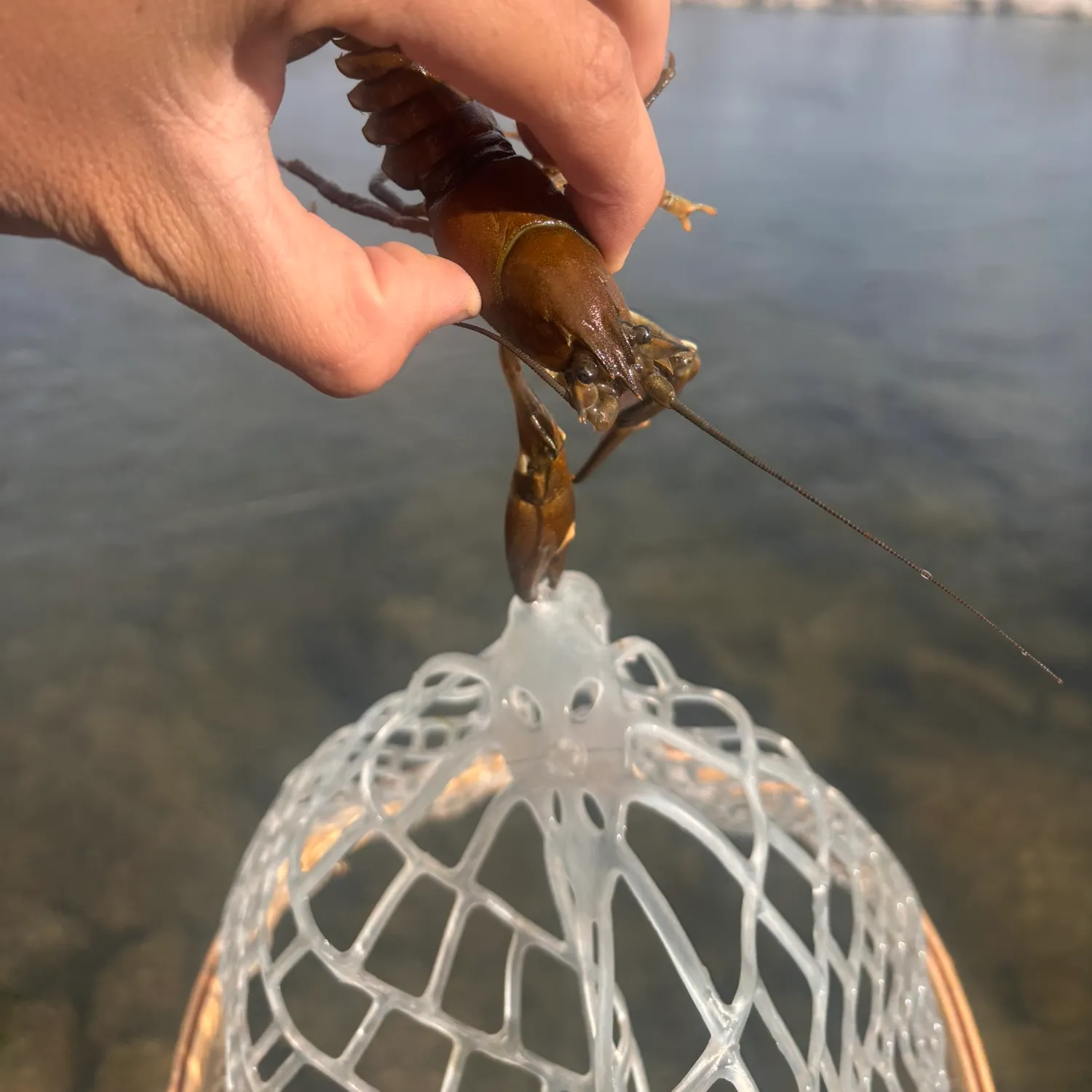 Signal crayfish caught on Fishbrain