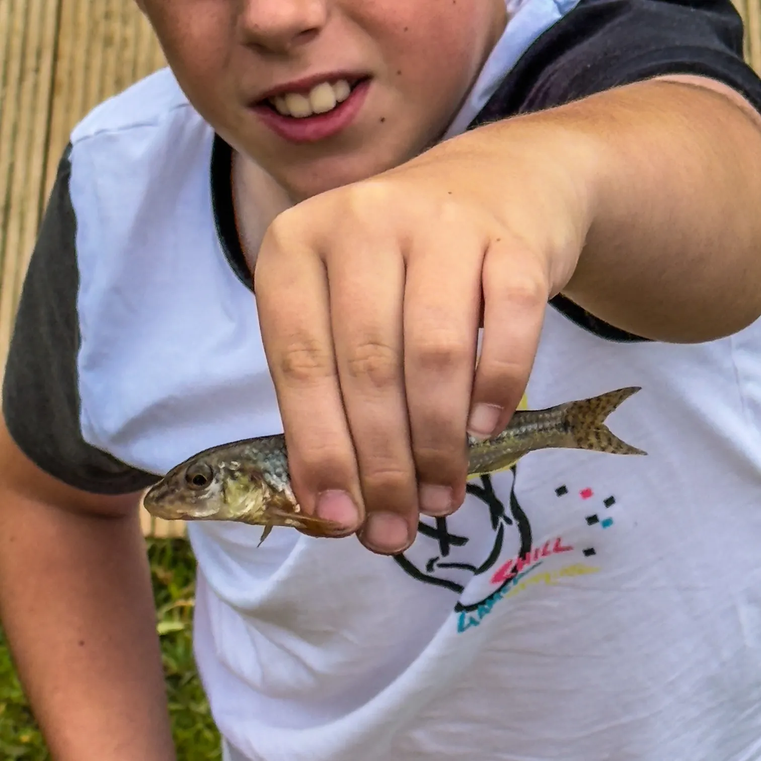 The most recent Gudgeon catches on Fishbrain