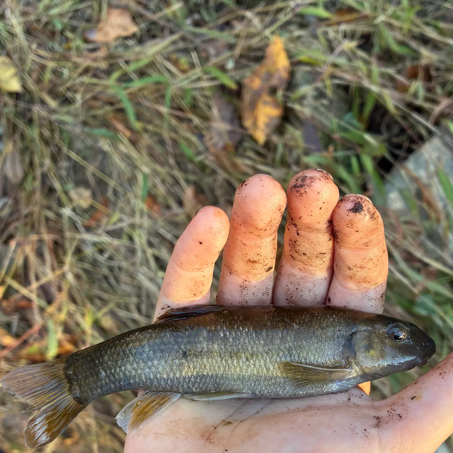 Creek chub caught on Fishbrain