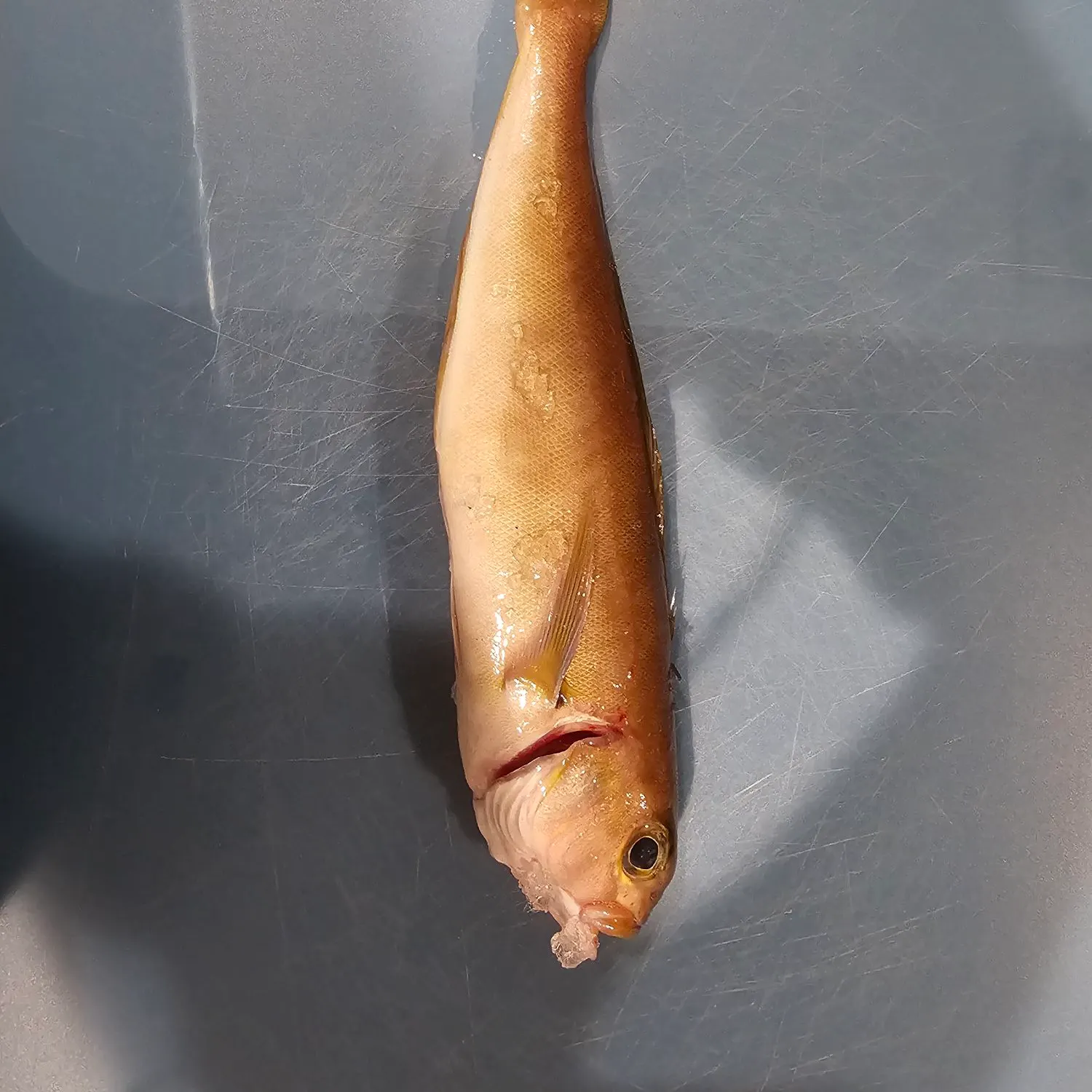 Ocean whitefish caught on Fishbrain