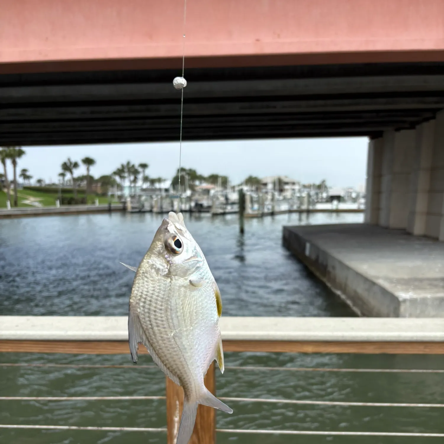 The most recent Striped mojarra catches on Fishbrain