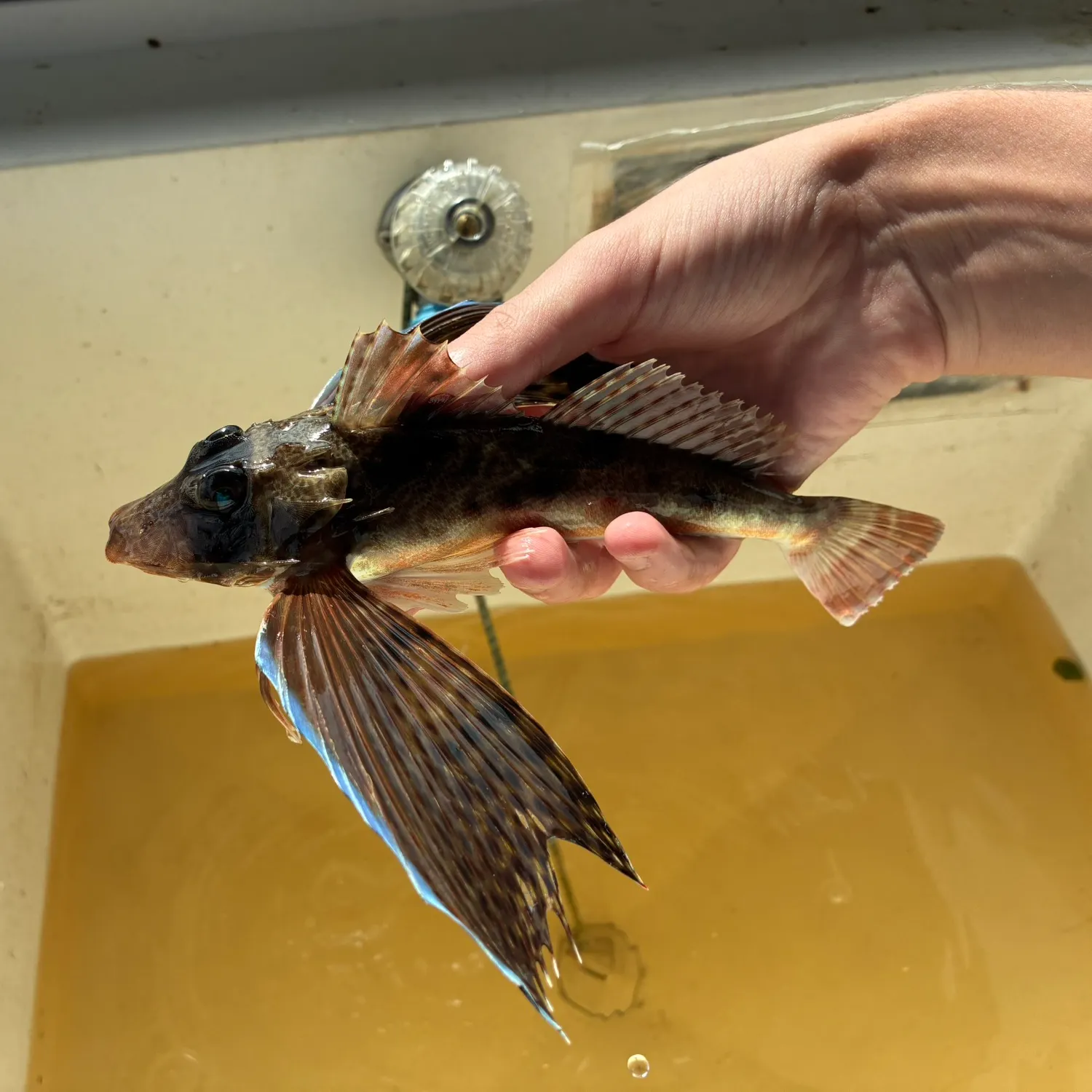 The most recent Leopard searobin catches on Fishbrain