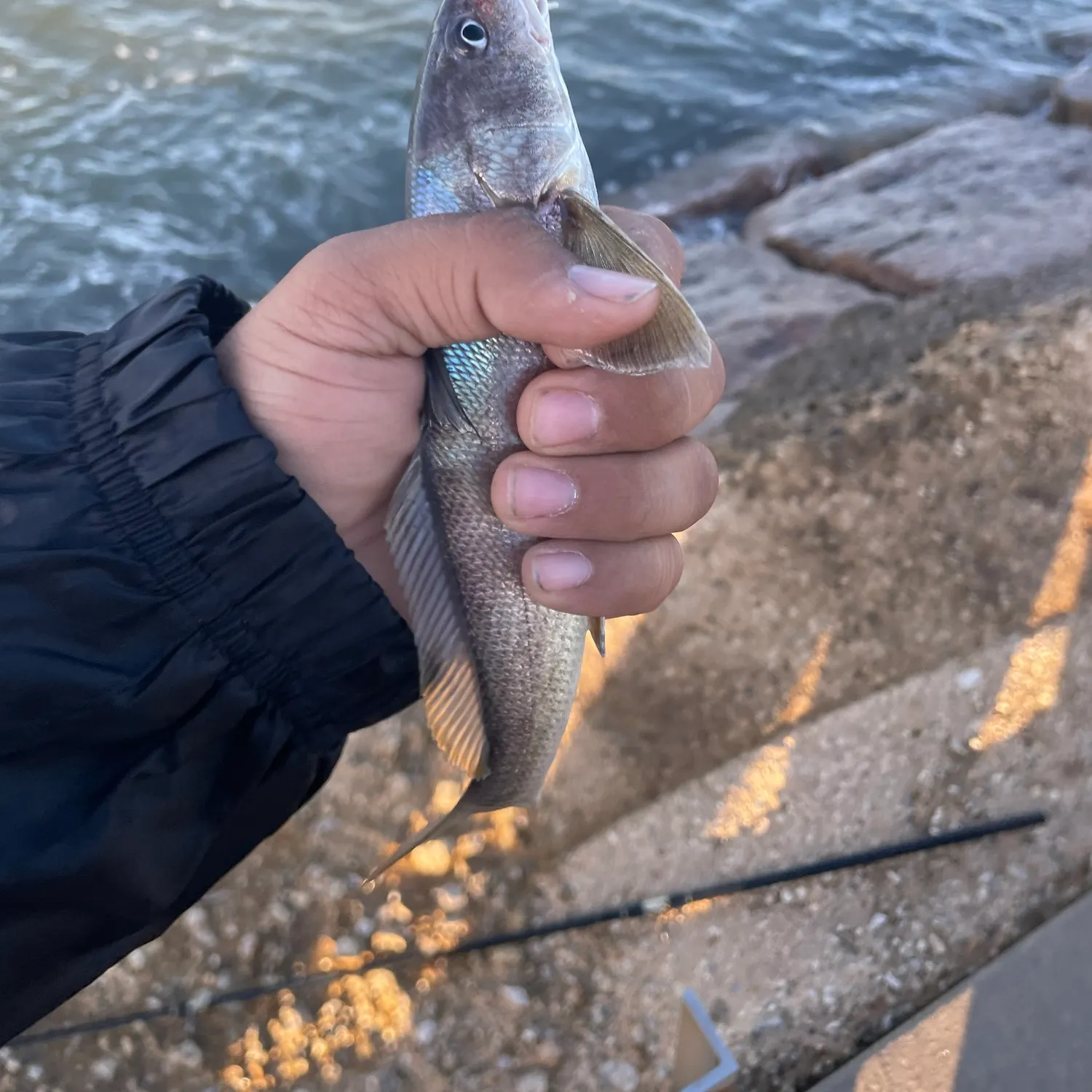 Southern kingcroaker caught on Fishbrain