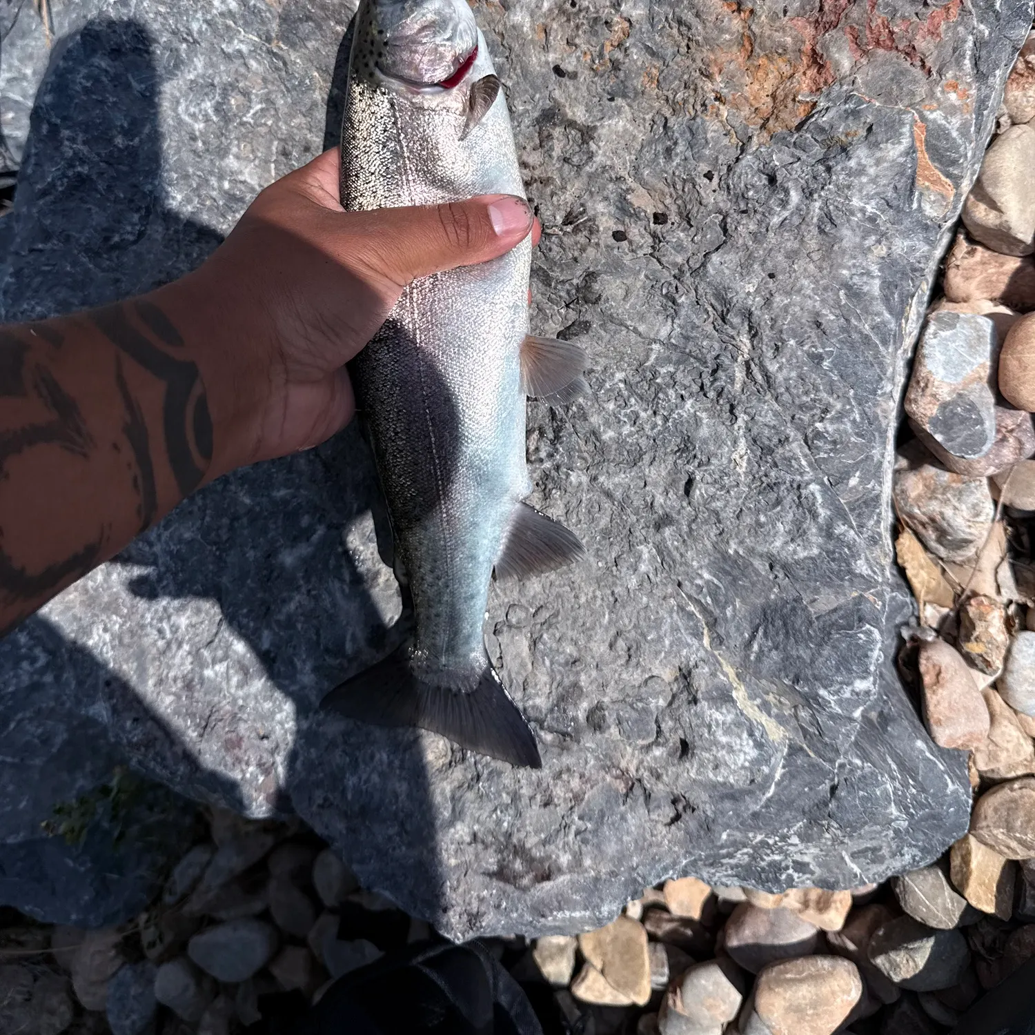 recently logged catches