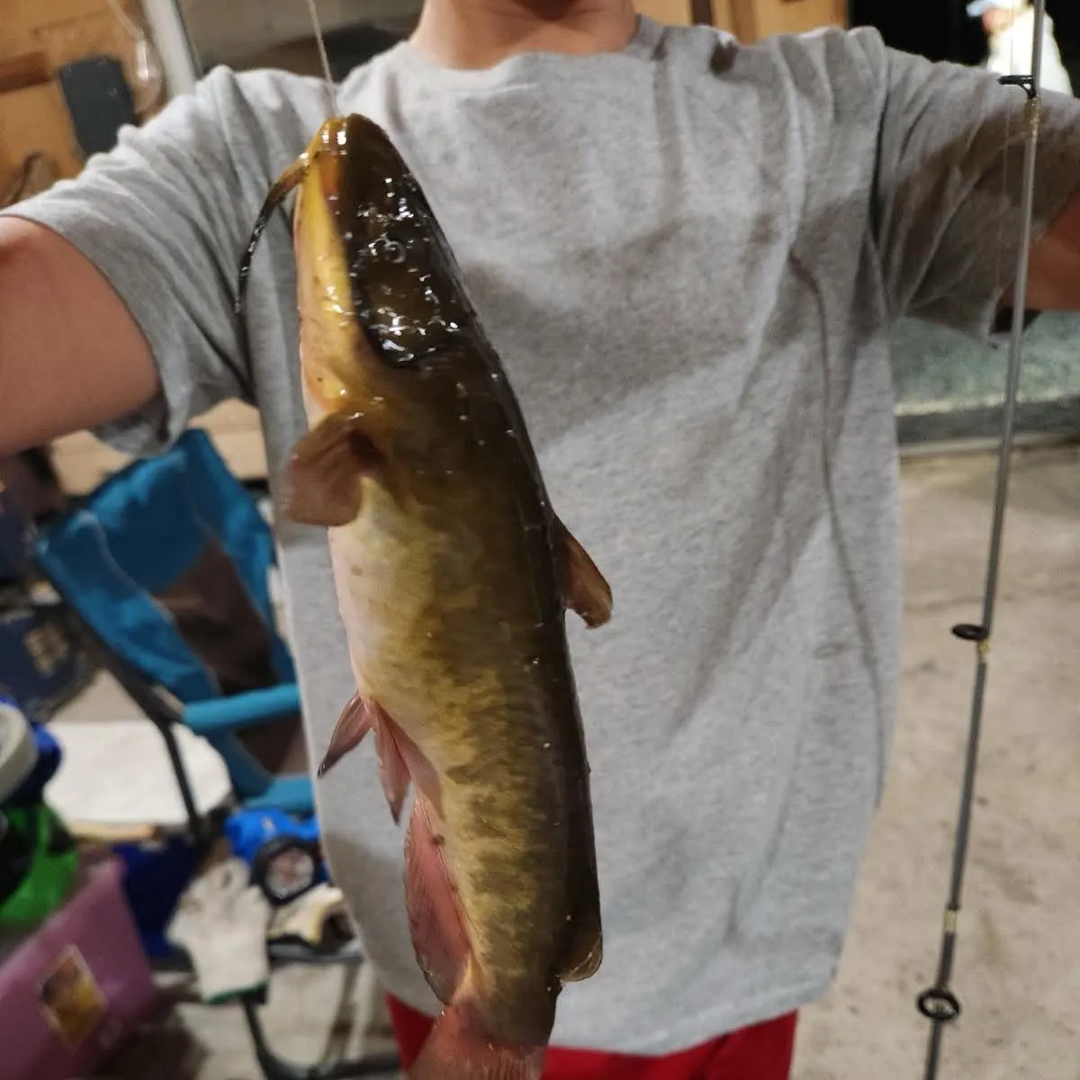 Brown bullhead caught on Fishbrain