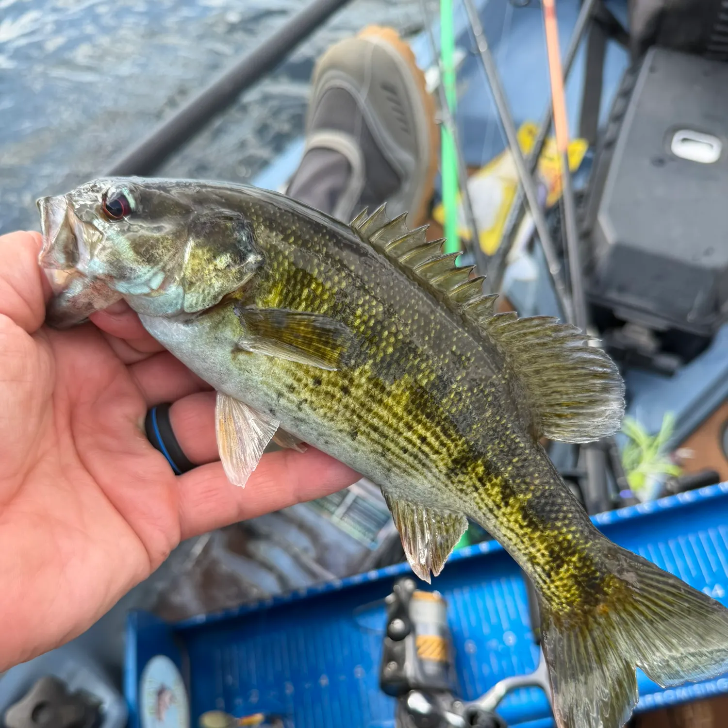 The most recent Bartram's bass catches on Fishbrain
