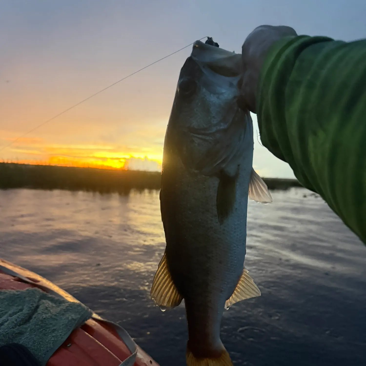 Largemouth bass caught on Fishbrain