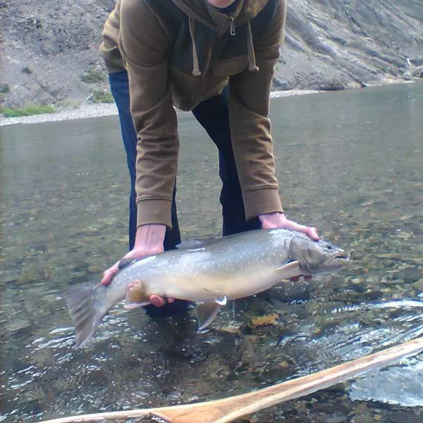 The most recent Bull trout catches on Fishbrain