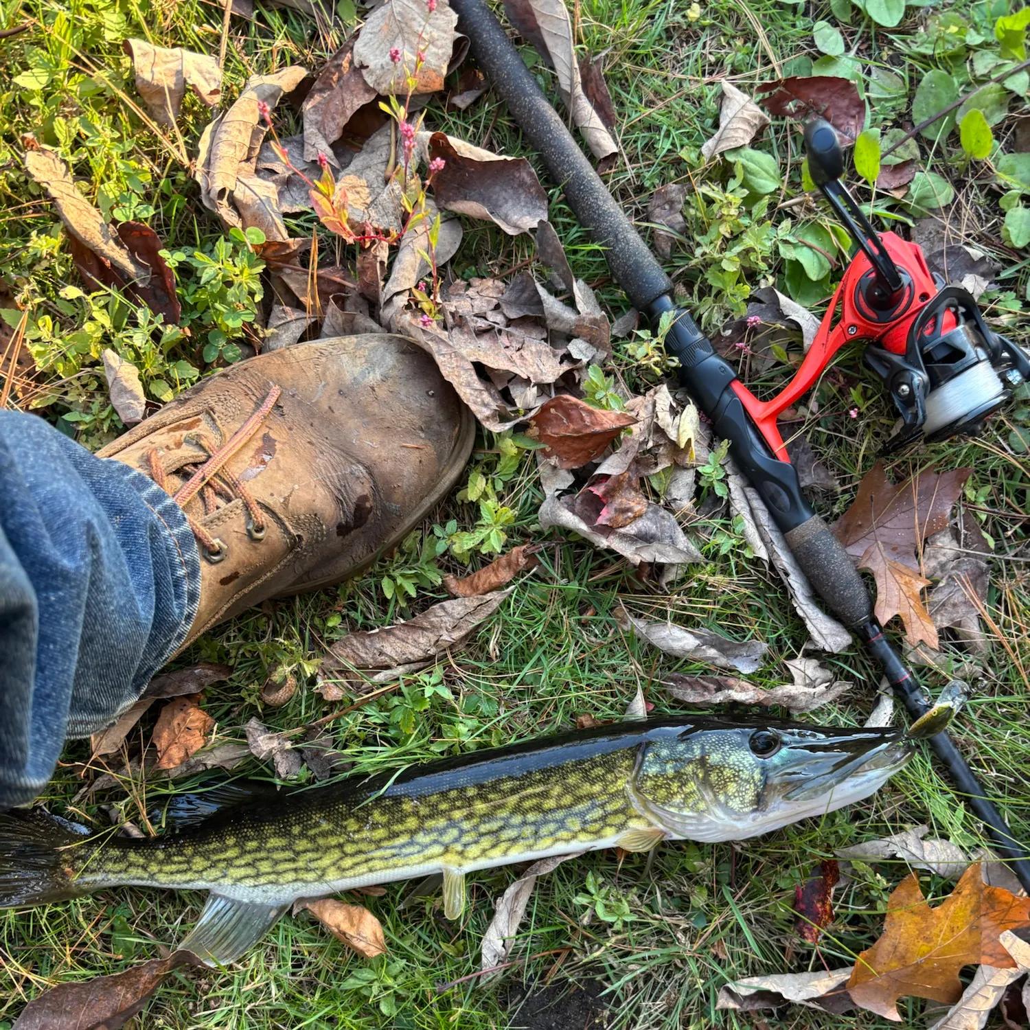 Chain pickerel caught on Fishbrain