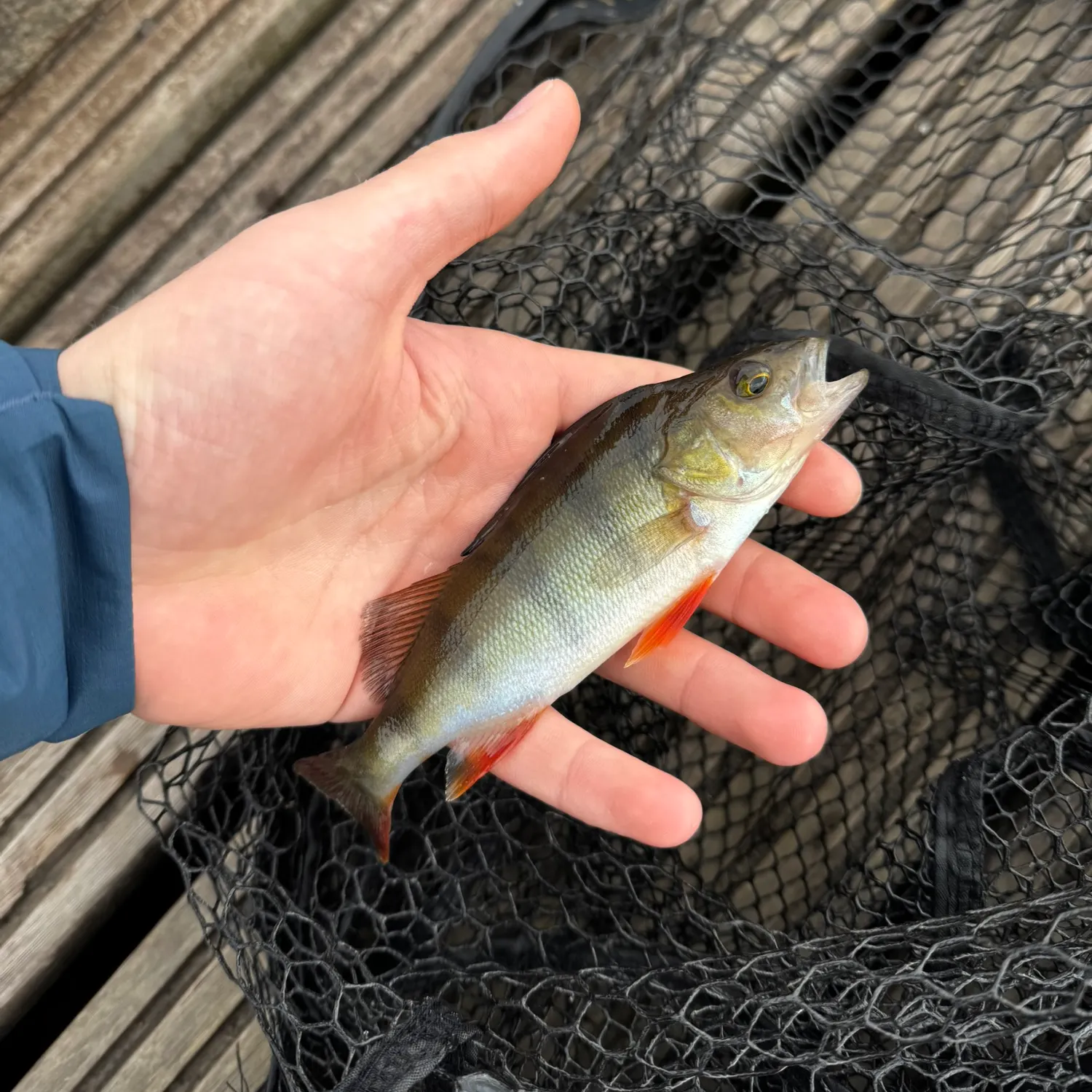 European perch caught on Fishbrain