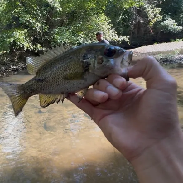 Rock bass caught on Fishbrain